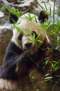 panda at the national zoo in washington dc