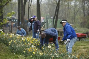 Four people wearing gloves and jackets are working outdoors in a garden, tending to daffodils. Two red wheelbarrows are visible in the background, with trees and equipment also in the scene. Just behind them, modern DC apartments rise against the skyline, blending urban life with nature’s beauty. | DC Apartments by WC Smith