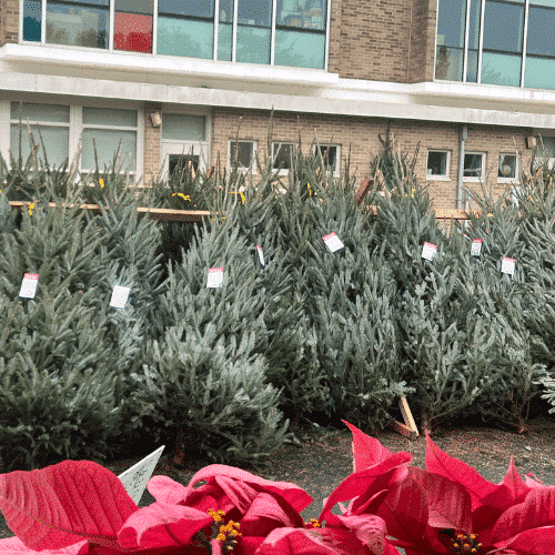 WC Smith Teams with DC School to Provide Christmas Trees for Local Families