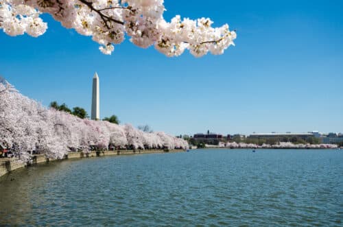 cherry blossom view of the washington monument